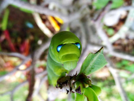 Green worm eat leaf