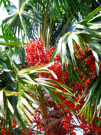 Red Dates Palm Against Summer Blue Sky when waft or soft wind.の写真素材