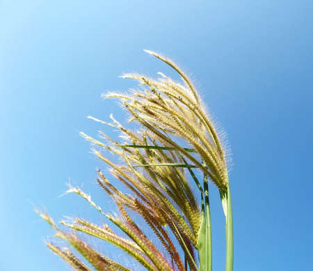 top grass in the skyの写真素材