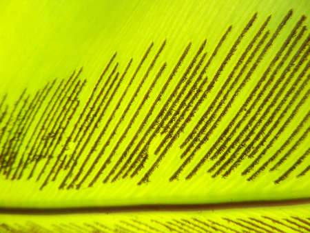 Under green fern leaf