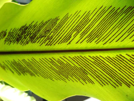 Under green fern leafの写真素材