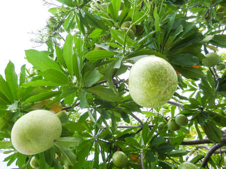 Pong-pong, Suicide tree, Othalanga is name of tree in tropical, Pong-pong use to decorate in garden or villa.の写真素材