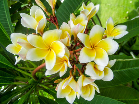 Plumeria, Frangipaniの写真素材