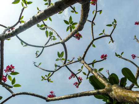 Plumeria, Frangipaniの写真素材