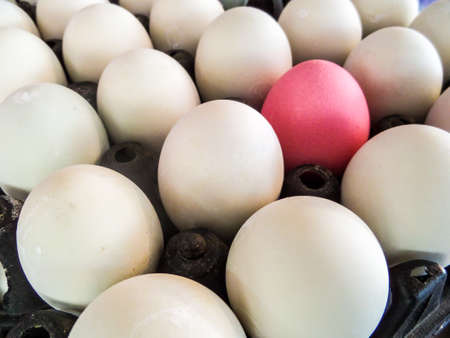 eggs on packの写真素材