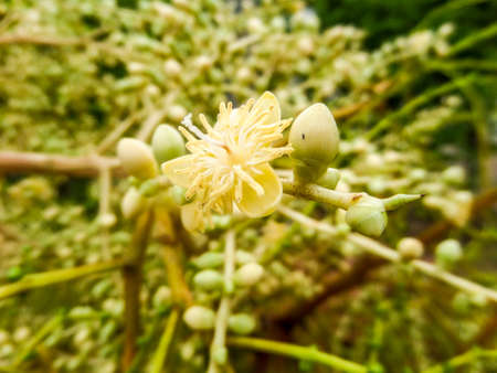 Palm Flowerの写真素材