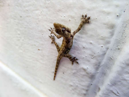 a little amphibian try climb to topの写真素材