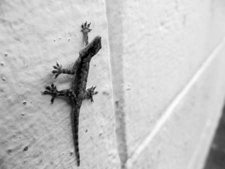 Close up and zoom to amphibian. Black and white colorの写真素材