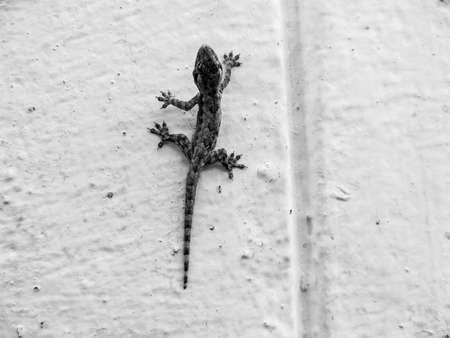 a little amphibain hang on the wall.Black and white colorの写真素材