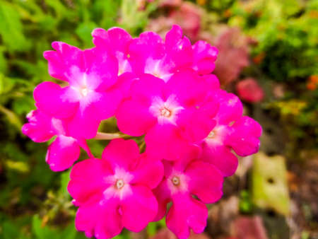 magenta flowerの写真素材