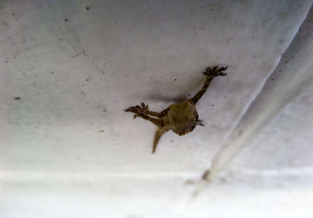 a little amphibian try climb to top.の写真素材