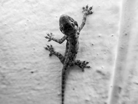 a little amphibian freeze on the wall. Black and white colorの写真素材