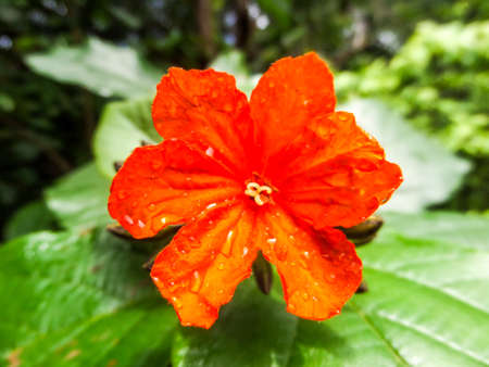 Closeup to Orange Flower after rain fall Banglamung Thailandの写真素材