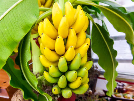 Cavendish Banana handmade made by japanese clayの写真素材