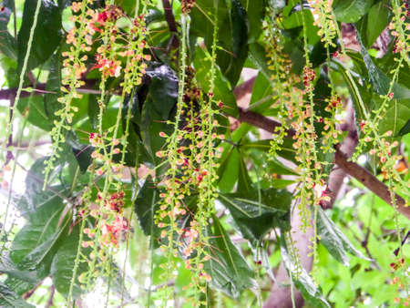 Indian Oak Freshwater Mangrove Barringtonia acutangulaの写真素材