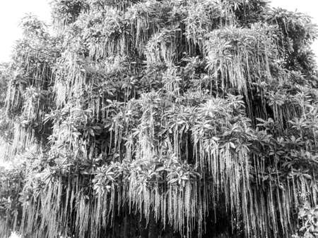 Indian Oak Freshwater Mangrove Barringtonia acutangulaの写真素材