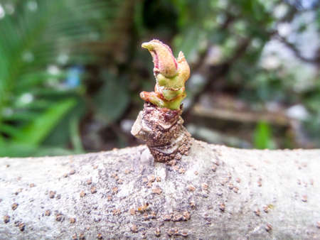 Yonug plant is growningの写真素材