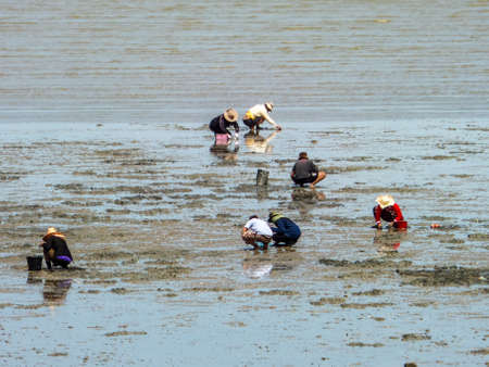 fishing and find crab shell and marine life at Banglamung Chonburiの写真素材