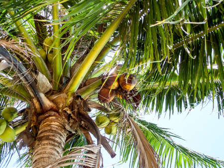 Coconuts in the blue sky in sun shinyの写真素材