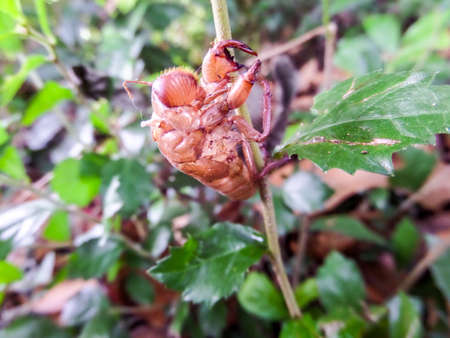 cicadas are slough off on top leaf