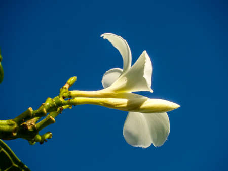 Young flower sunbath in blue skyの写真素材