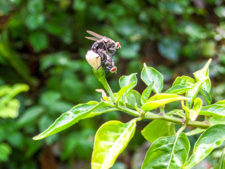 fly lovely on chilli flower in the parkの写真素材