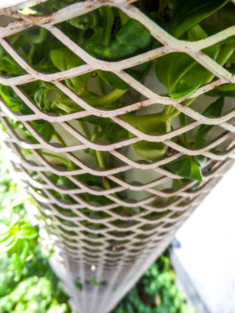 Iron weave condo for plants and flowersの写真素材