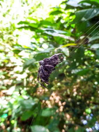 Black spider wait on its web to hunt and eat victemの写真素材