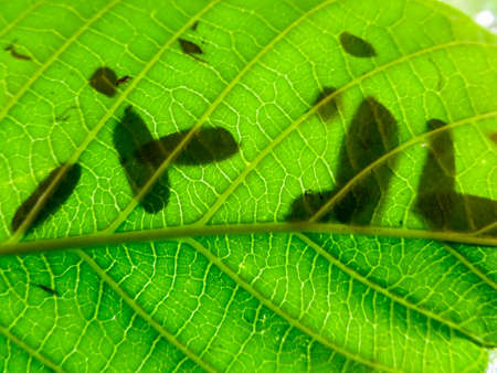 shadow leaves on green leafの写真素材