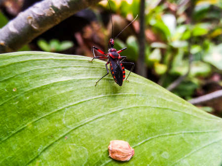 insect stand on green leaf in parkの写真素材
