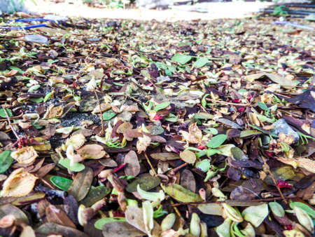 Dry leaves fall by rain and wind in rainny seasonの写真素材