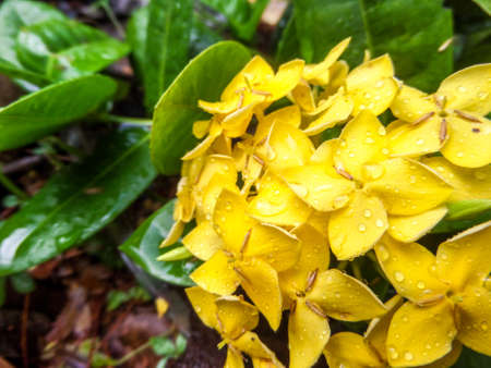 Close up of ixora flowers in the garden.の写真素材