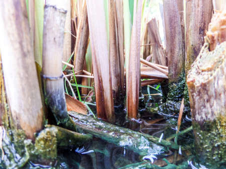 plants in swamp near local in banglamung city