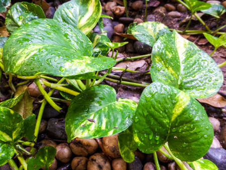 Marble Queen has an attractive marbled leaf surface which tends to be lost in low light conditions