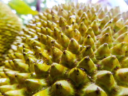 jackfruit surface after rain drop in rainny seasonの写真素材