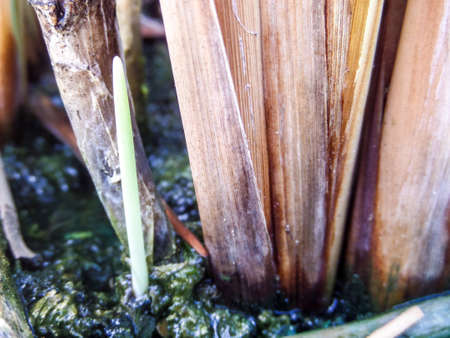 plants in swamp near local in banglamung cityの写真素材