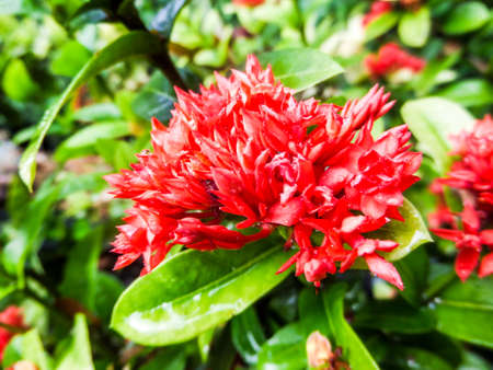 Close up of ixora flowers in the garden.の写真素材