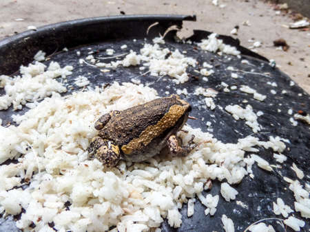 bullfrog eat fly on cat feed dishの写真素材