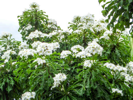 Trees and Plants and Flowers in the garden at banglamung cityの写真素材