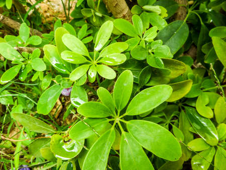 Octopus leaves in the garden at banglamung city