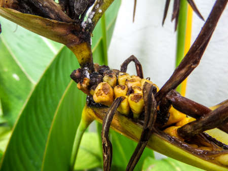 Dry bird paradise flowerの写真素材