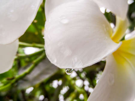 White flowers in the park at Banglamung Chonburi Thailandの写真素材