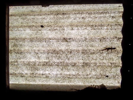 shadow of lizard on clerestoryの写真素材