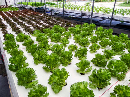 Hydroponics is a subset of hydroculture and is a method of growing plants using mineral nutrient solutions, in water, without soilの写真素材