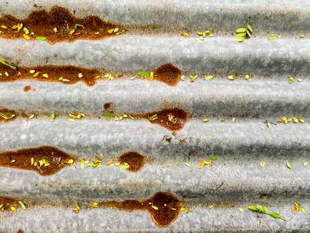 Leaves on rust and old zinc roofの写真素材