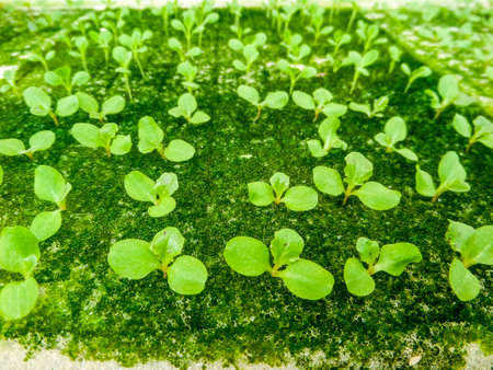 Hydroponics is a subset of hydroculture and is a method of growing plants using mineral nutrient solutions, in water, without soilの写真素材
