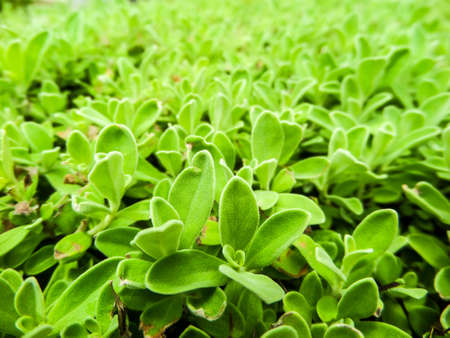 Green plant in the parkの写真素材
