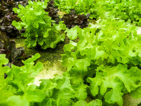 Hydroponics is a subset of hydroculture and is a method of growing plants using mineral nutrient solutions, in water, without soilの写真素材