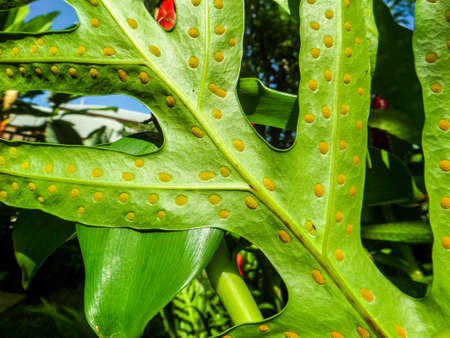 Plants and trees around in the garden at homeの写真素材