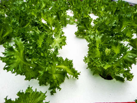 Hydroponics is a subset of hydroculture and is a method of growing plants using mineral nutrient solutions, in water, without soilの写真素材